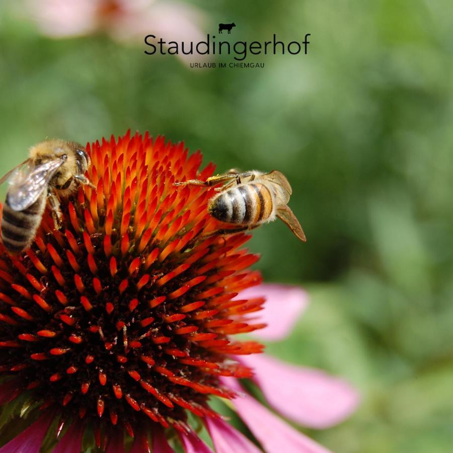 Staudingerhof Appartement Staudach-Egerndach